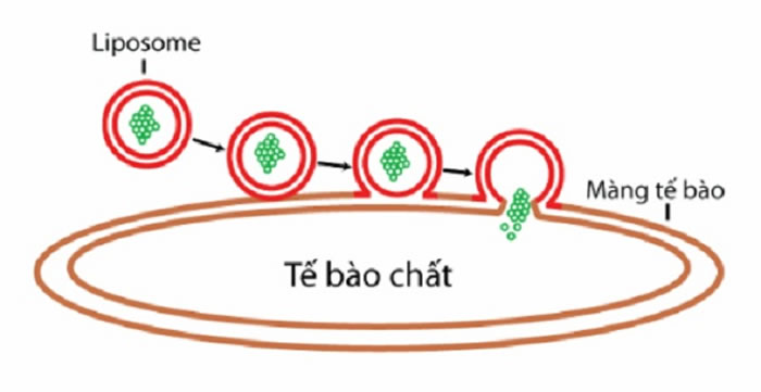ung-dung-cong-nghe-liposome-trong-dieu-che-duoc-my-pham-1.jpg