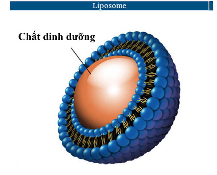 ung-dung-cong-nghe-liposome-trong-dieu-che-duoc-my-pham.jpg